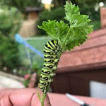 The Butterfly Effect Revisited