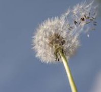 Facing the New Normal: Homœopathic Solutions for the Post Pandemic Era