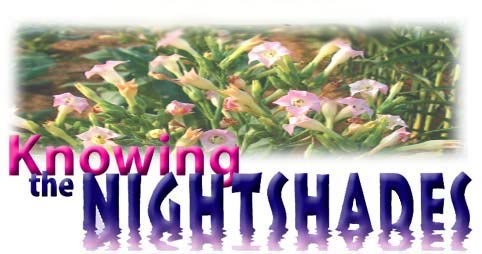 Knowing the Nightshades