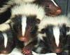 Skunks