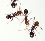 Ants