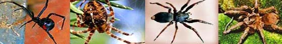 Spiders